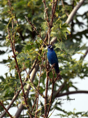 Indigo Bunting IMG_9148.jpg