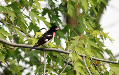 Rose-breassted Grosbeak IMG_9349.jpg