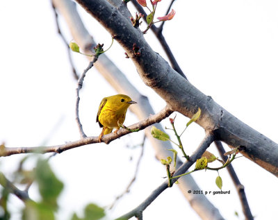 Yellow Warbler IMG_8780.jpg