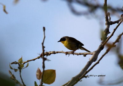 Common Yellowthroat IMG_9445.jpg
