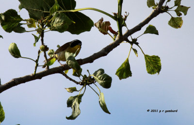 Common Yellowthroat IMG_9495.jpg