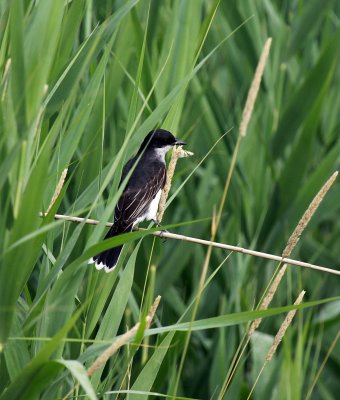 Eastern Kingbird IMG_9491.jpg