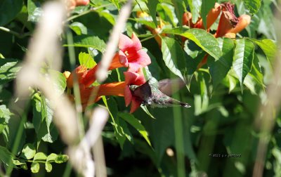 Hummingbird IMG_9716.jpg