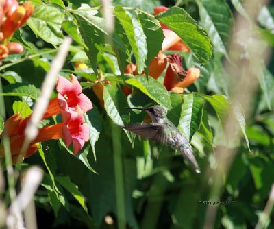 Hummingbird IMG_9727.jpg
