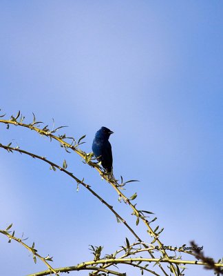 Indigo Bunting IMG_9523.jpg