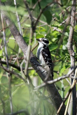Downy Woodpecker IMG_0160.jpg