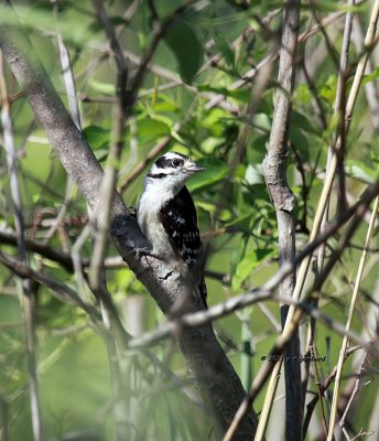 Downy Woodpecker IMG_0166.jpg