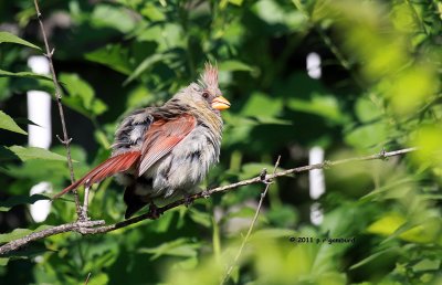 Cardinal IMG_2072.jpg