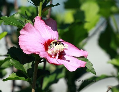 Pollinated Bee IMG_2033.jpg
