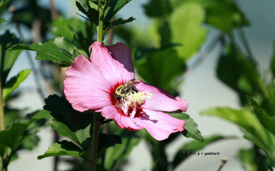Pollinated Bee IMG_2037.jpg