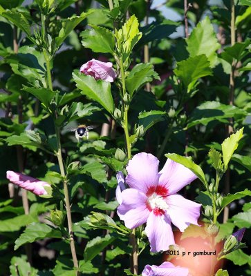 Pollinating Bee IMG_2020.jpg