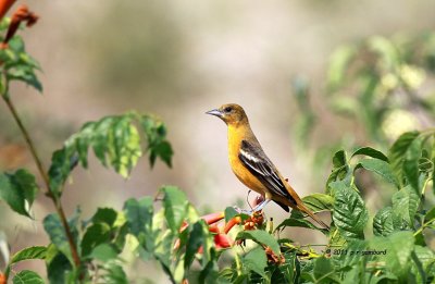 Baltimore Oriole female IMG_4117.jpg