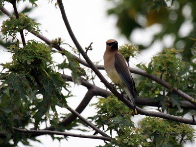 Cedar Waxwing IMG_3986.jpg