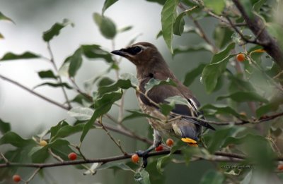 Cedar Waxwing IMG_4053.jpg