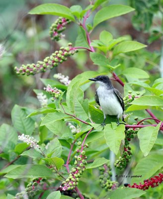 Eastern Kingbird IMG_4007.jpg