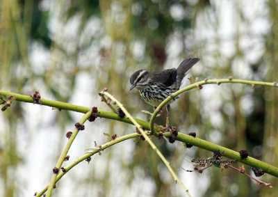 Northern Waterthrush IMG_3895.jpg