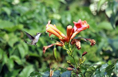 Ruby-throat Hummingbird IMG_4426.jpg