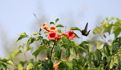 Ruby-throat Hummingbird IMG_4504.jpg