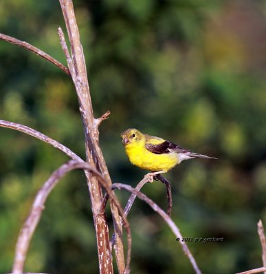 American Goldfinch IMG_4859.jpg