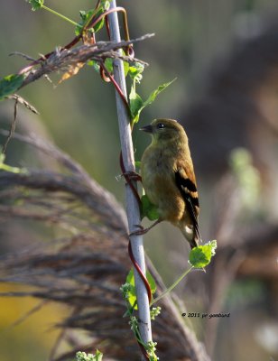 American Goldfinch IMG_4923.jpg