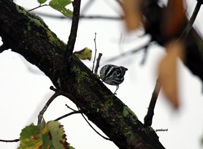 Black and White Warbler IMG_5887.jpg