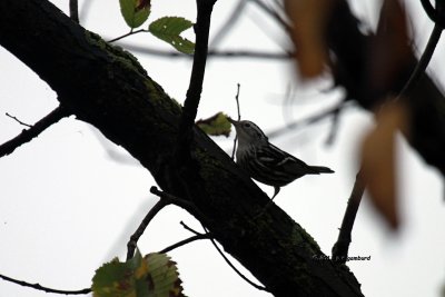 Black and White Warbler IMG_5891.jpg