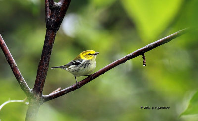 Black-throated Green Warbler IMG_5689.jpg