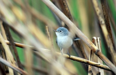 Blue Gray Gnatcatcher IMG_5585.jpg