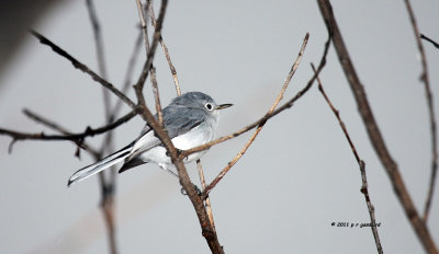 Blue-gray Gnatcatcher IMG_5576.jpg