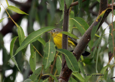 Magnolia Warbler IMG_5812.jpg