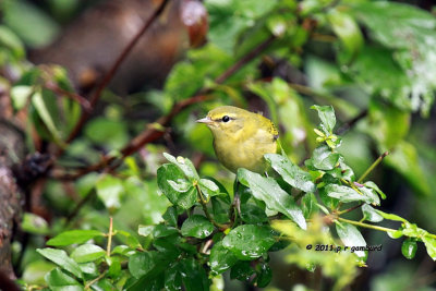 Orange-crowned Warbler IMG_5705.jpg