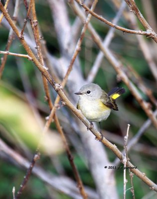 American Redstart IMG_6639.jpg