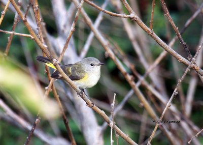 American Redstart IMG_6644.jpg