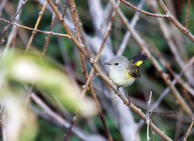 American Redstart IMG_6652.jpg