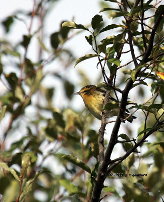 Blackburnian Warbler IMG_7268.jpg