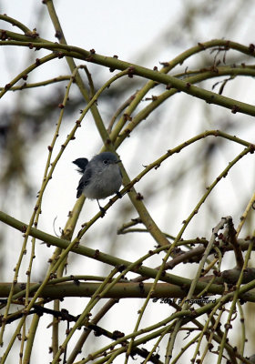 Blue-gray Gnatcatcher IMG_7057.jpg