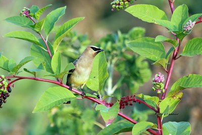 Cedar Waxwing IMG_6197.jpg