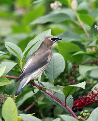 Cedar Waxwing IMG_7094.jpg