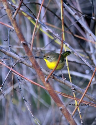 Common Yellow-throat IMG_6965.jpg