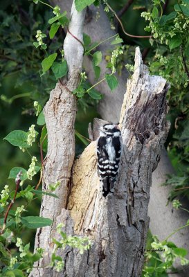 Downy Woodpecker IMG_6884.jpg