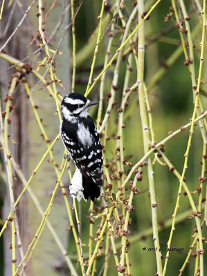 Downy Woodpecker IMG_6985.jpg