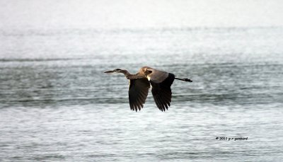 Great Blue Heron IMG_6381.jpg