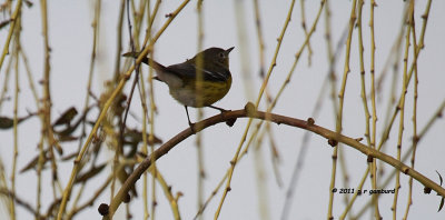 Magnolia Warbler IMG_6469.jpg