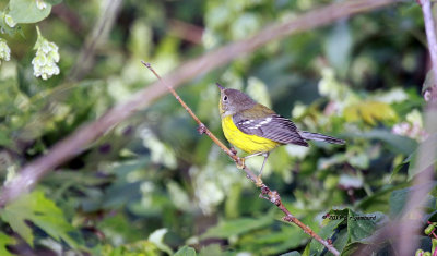 Magnolia Warbler IMG_6557.jpg