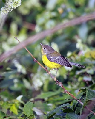 Magnolia Warbler IMG_6559.jpg