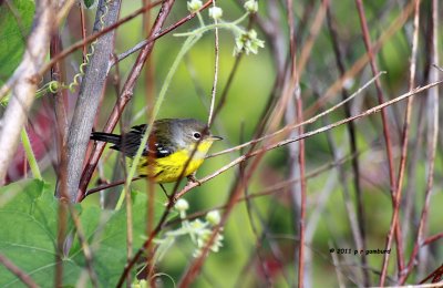 Magnolia Warbler IMG_6751.jpg