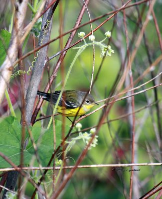 Magnolia Warbler IMG_6763.jpg