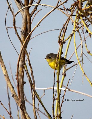 Nashville Warbler IMG_6915.jpg