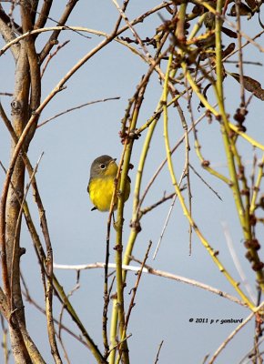 Nashville Warbler IMG_6917.jpg