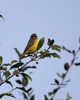 Nashville Warbler IMG_7212.jpg